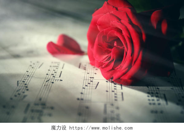 灰色音乐床单上一朵美丽的红玫瑰七夕520情人节214情人节